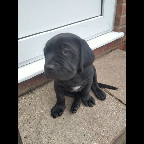 Cane Corso