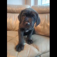 Cane Corso