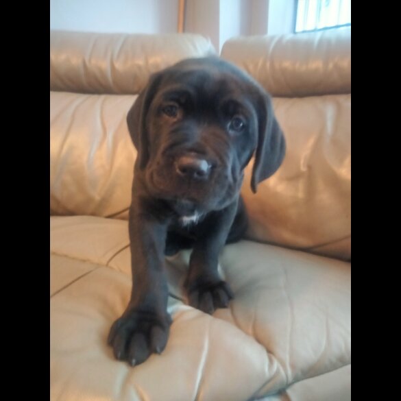 Cane Corso