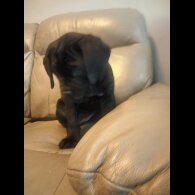 Cane Corso