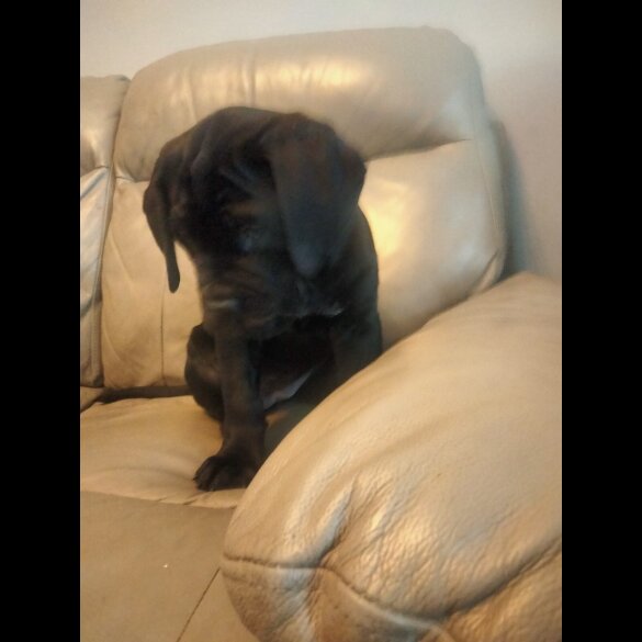 Cane Corso