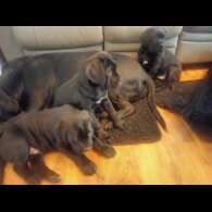 Cane Corso