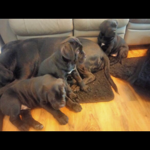 Cane Corso