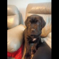 Cane Corso