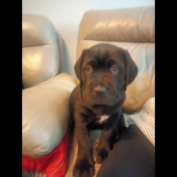 Cane Corso