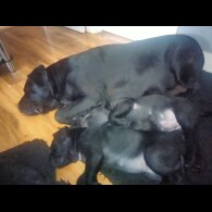 Cane Corso