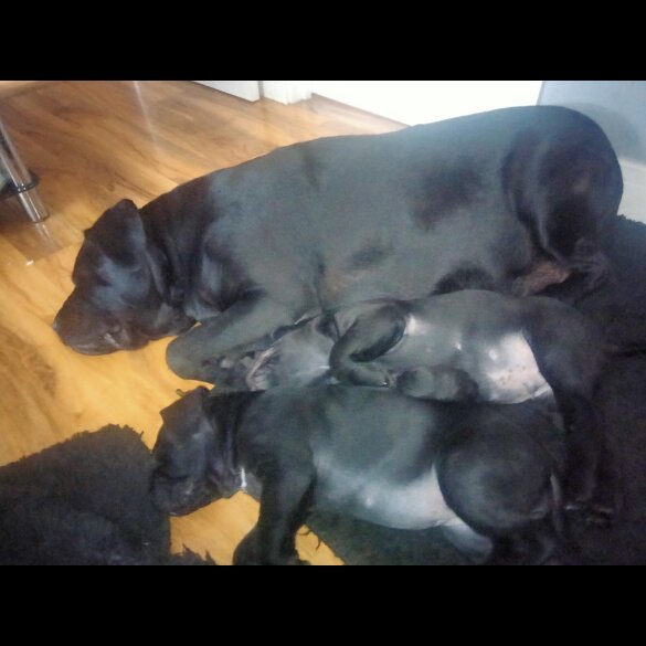 Cane Corso