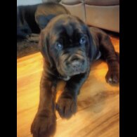 Cane Corso