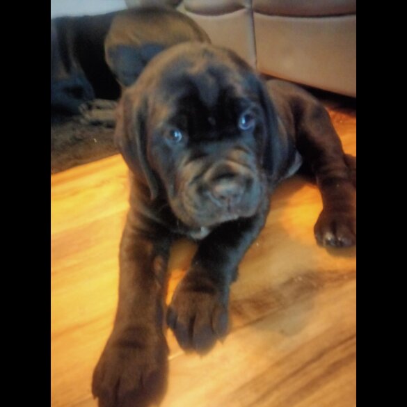 Cane Corso