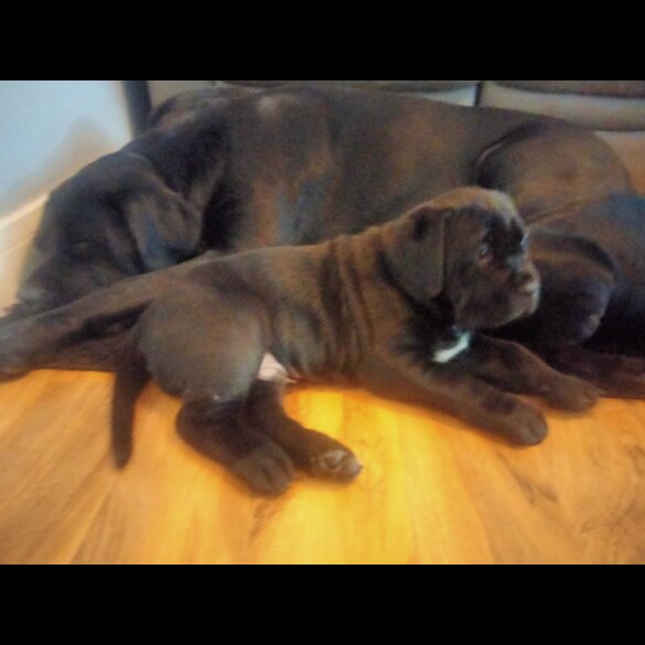Cane Corso
