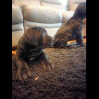 Cane Corso