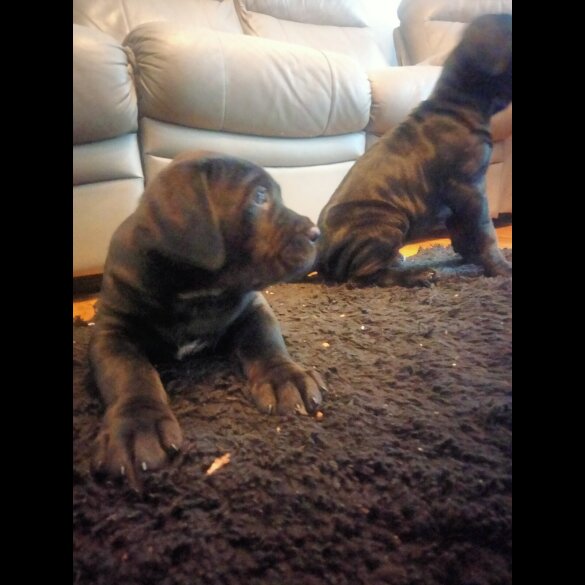 Cane Corso