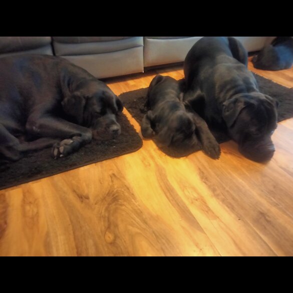 Cane Corso