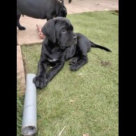 Cane Corso