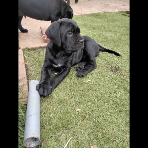 Cane Corso