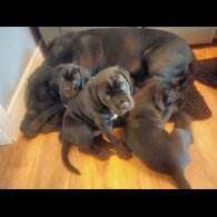 Cane Corso