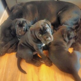 Cane Corso