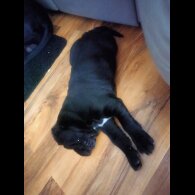 Cane Corso