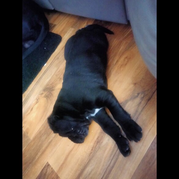Cane Corso