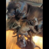 Cane Corso