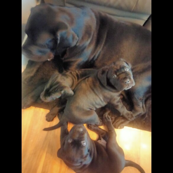 Cane Corso