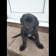 Cane Corso