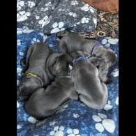 Cane Corso