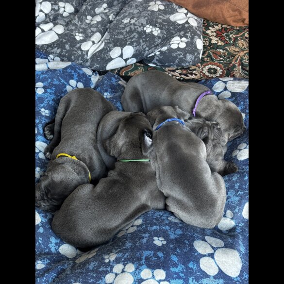 Cane Corso