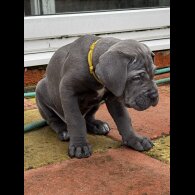 Cane Corso