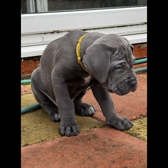 Cane Corso