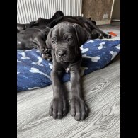 Cane Corso