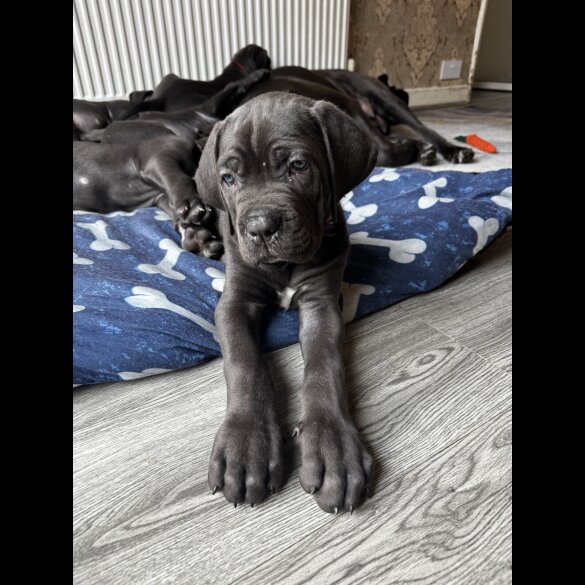Cane Corso