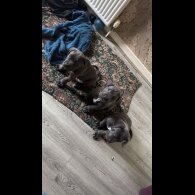 Cane Corso