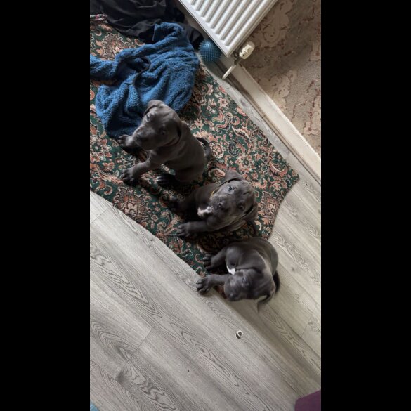 Cane Corso