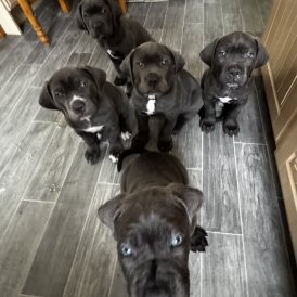 Cane Corso