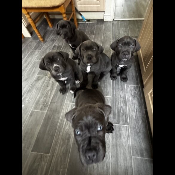 Cane Corso
