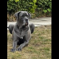 Cane Corso