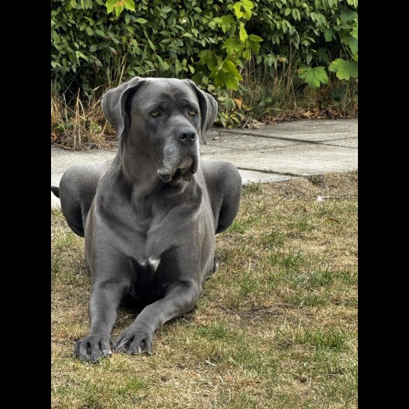 Cane Corso