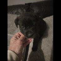 Cane Corso