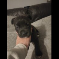 Cane Corso