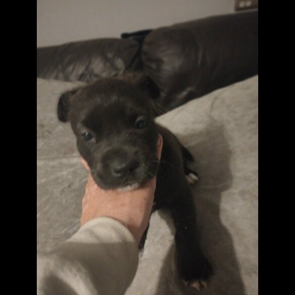Cane Corso