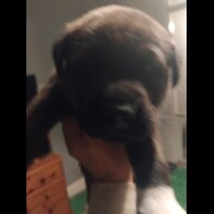 Cane Corso