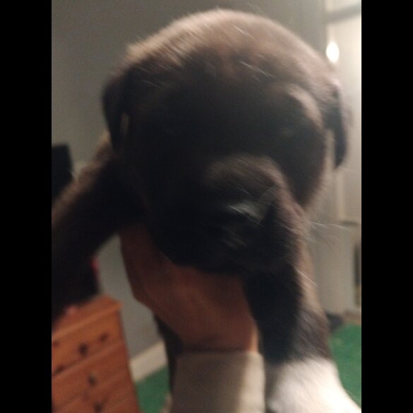 Cane Corso