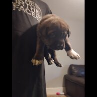 Cane Corso