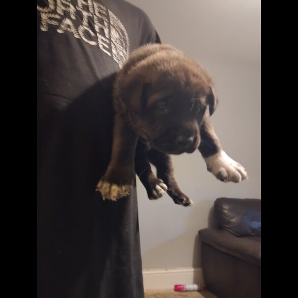 Cane Corso