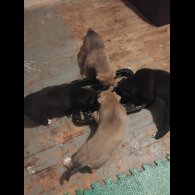 Cane Corso