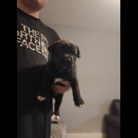Cane Corso