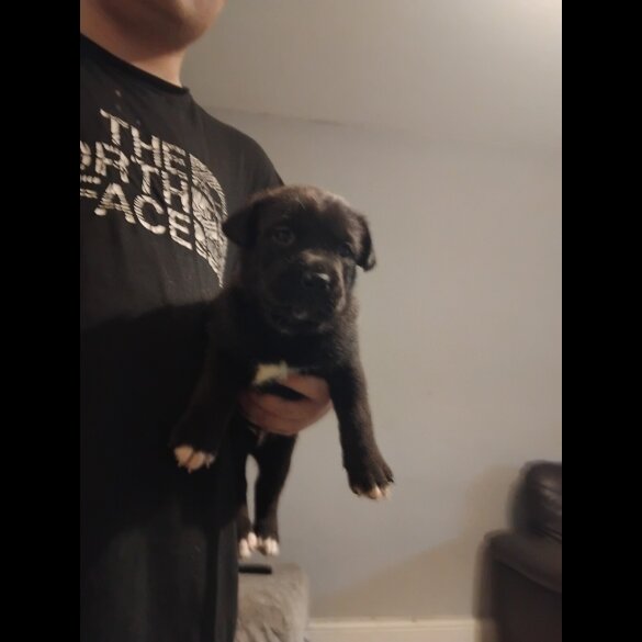 Cane Corso