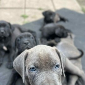 Cane Corso