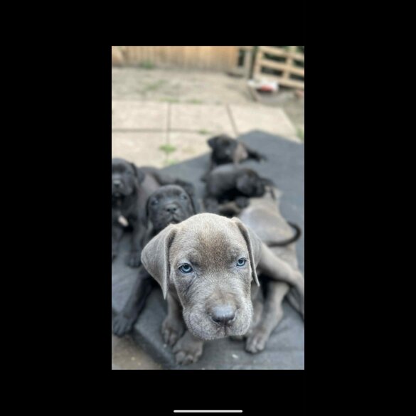 Cane Corso